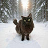 Luca participe au concours pour gagner de l'argent avec cette photo : cat, black_cat, snow, winter, forest, pine_trees, sunlight, nature, animal, outdoor, green_eyes, fur, wildlife, cold, scenery, daylight, mammal, pet, walking, majestic