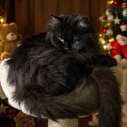 Luca participe au concours pour gagner de l'argent avec cette photo : cat, fluffy, black_cat, pet, indoors, holiday, christmas_tree, decorations, teddy_bear, cozy, perch, furniture, festive, lights, warm_lighting, animal, fur, relaxing, cute, domestic_animal
