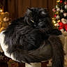 Luca participe au concours pour gagner de l'argent avec cette photo : animal, black_cat, cat, christmas_tree, cozy, cute, decorations, domestic_animal, festive, fluffy, fur, furniture, holiday, indoors, lights, perch, pet, relaxing, teddy_bear, warm_lighting