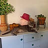 Gribouille participe au concours pour gagner de l'argent avec cette photo : cat, gray_cat, dresser, vase, green_leaves, woven_vase, wooden_chest, pink_vase, red_hat, decor, indoor, potted_plant, miniature_tricycle, furniture, relaxed, animal, pet, home, tabletop, still_life
