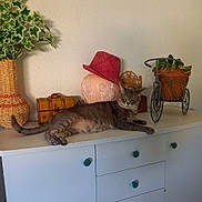 Gribouille a rejoint le concours — aidez-le/la à gagner de superbes lots ! cat, gray_cat, tabby, dresser, plant, vase, red_hat, wooden_chest, decor, indoor, furniture, green_leaves, tricycle_plant_holder, relaxed, lying_down, home, cozy, cute, pet, animal