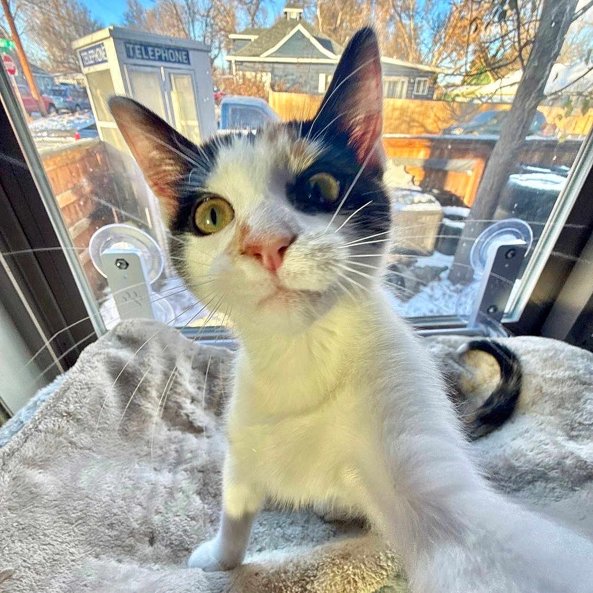 Tequila is registered to the contest to win money with this photo: backyard, blanket, calico_cat, cat, cat_bed, close_up, curious, ears, golden_eyes, house, indoor, kitten, nose, paw, pet, snow, tail, telephone_booth, whiskers, window
