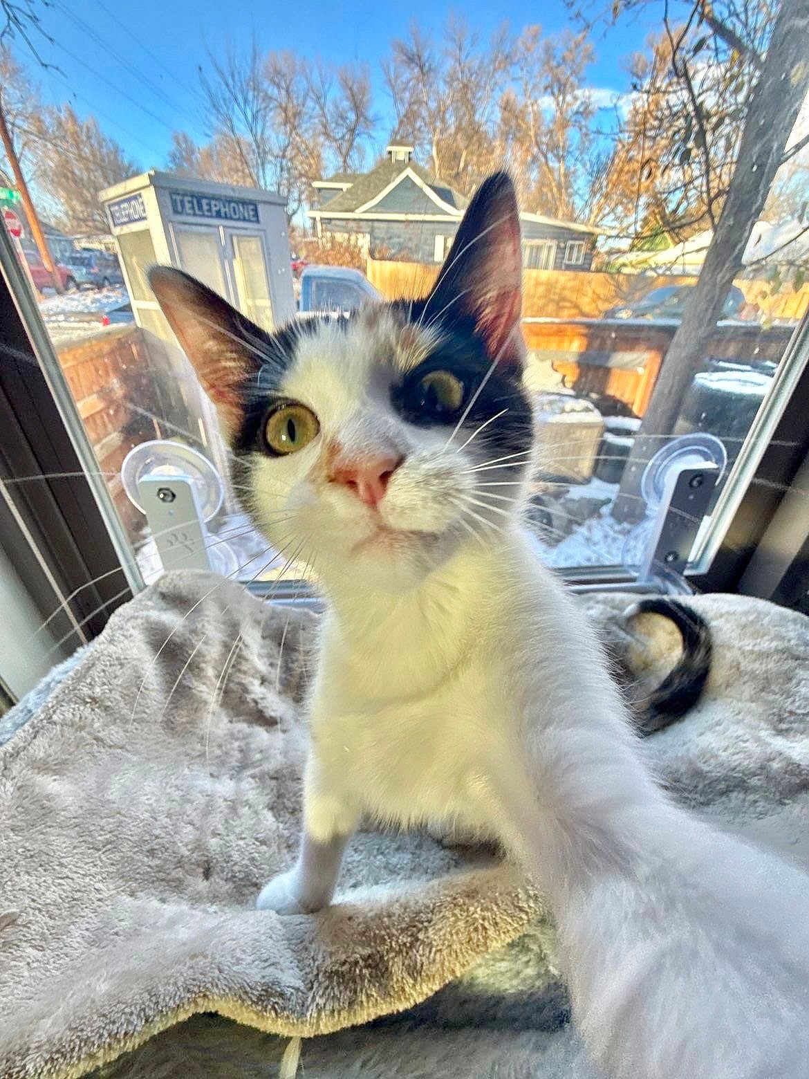 Tequila is registered to the contest to win money with this photo: cat, calico_cat, kitten, pet, close_up, whiskers, golden_eyes, ears, nose, paw, tail, window, cat_bed, blanket, indoor, backyard, snow, house, telephone_booth, curious