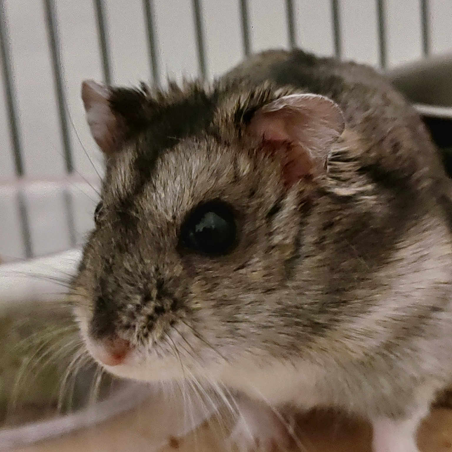 Captain a rejoint le concours — aidez-le/la à gagner de superbes lots ! animal_shelter, chinchilla, degu, fare, fawn, gerbil, hamster, mammal, mouse, muridae, muroidea, organism, pest, rat, rodent, snout, vertebrate, whiskers, wildlife