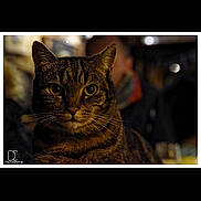 Dermot a rejoint le concours — aidez-le/la à gagner de superbes lots ! carnivoran, cat, cat_like_mammal, darkness, fauna, macro_photography, mammal, small_to_medium_sized_cats, snout, stock_photography, tabby_cat, whiskers