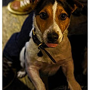 Darren participe au concours pour gagner de l'argent avec cette photo : carnivoran, danish_swedish_farmdog, dog, dog_breed, dog_like_mammal, snout