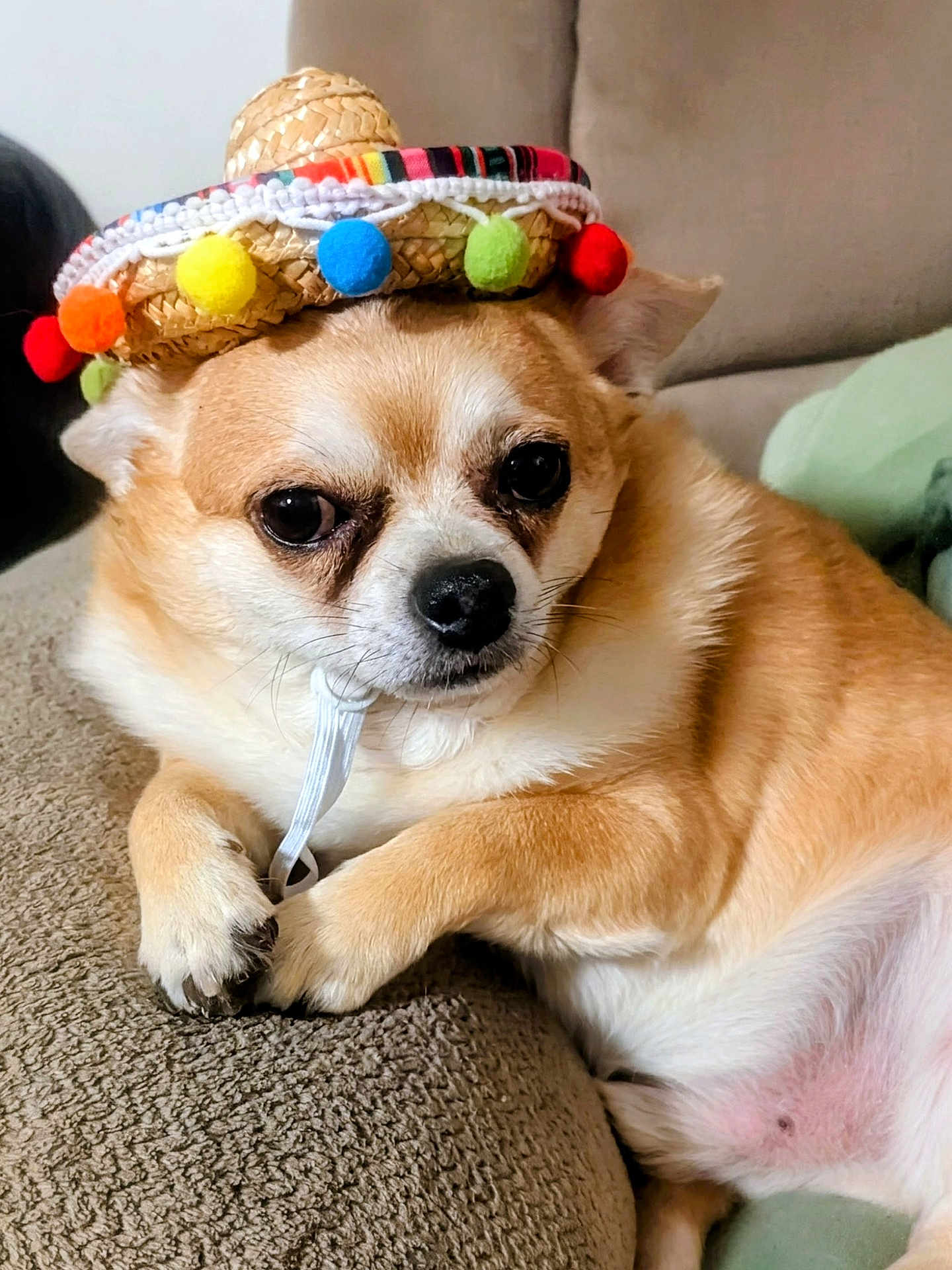 Teddy is registered to the contest to win money with this photo: dog, small_dog, sombrero, hat, pom_poms, couch, indoor, pet, relaxed, light_brown_fur, white_fur, close_up, animal, paw, nose, ears, face, fur, resting, comfort