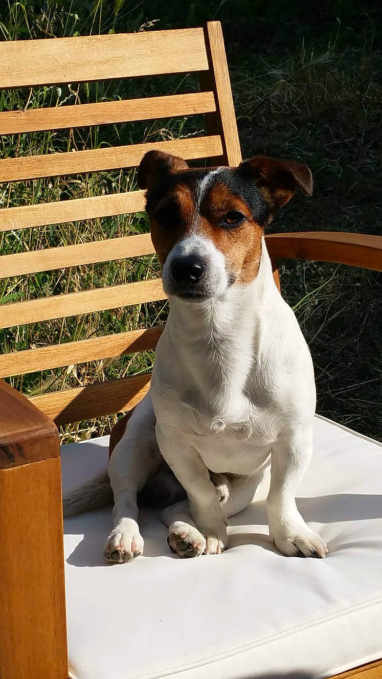 Charly U participe au concours pour gagner de l'argent avec cette photo : canidae, carnivore, collar, companion_dog, dog, dog_breed, fawn, hound, hunting_dog, irishjacks, paw, pet_supply, shipping_box, snout, sporting_group, terrier, whiskers, wood, working_animal, working_dog