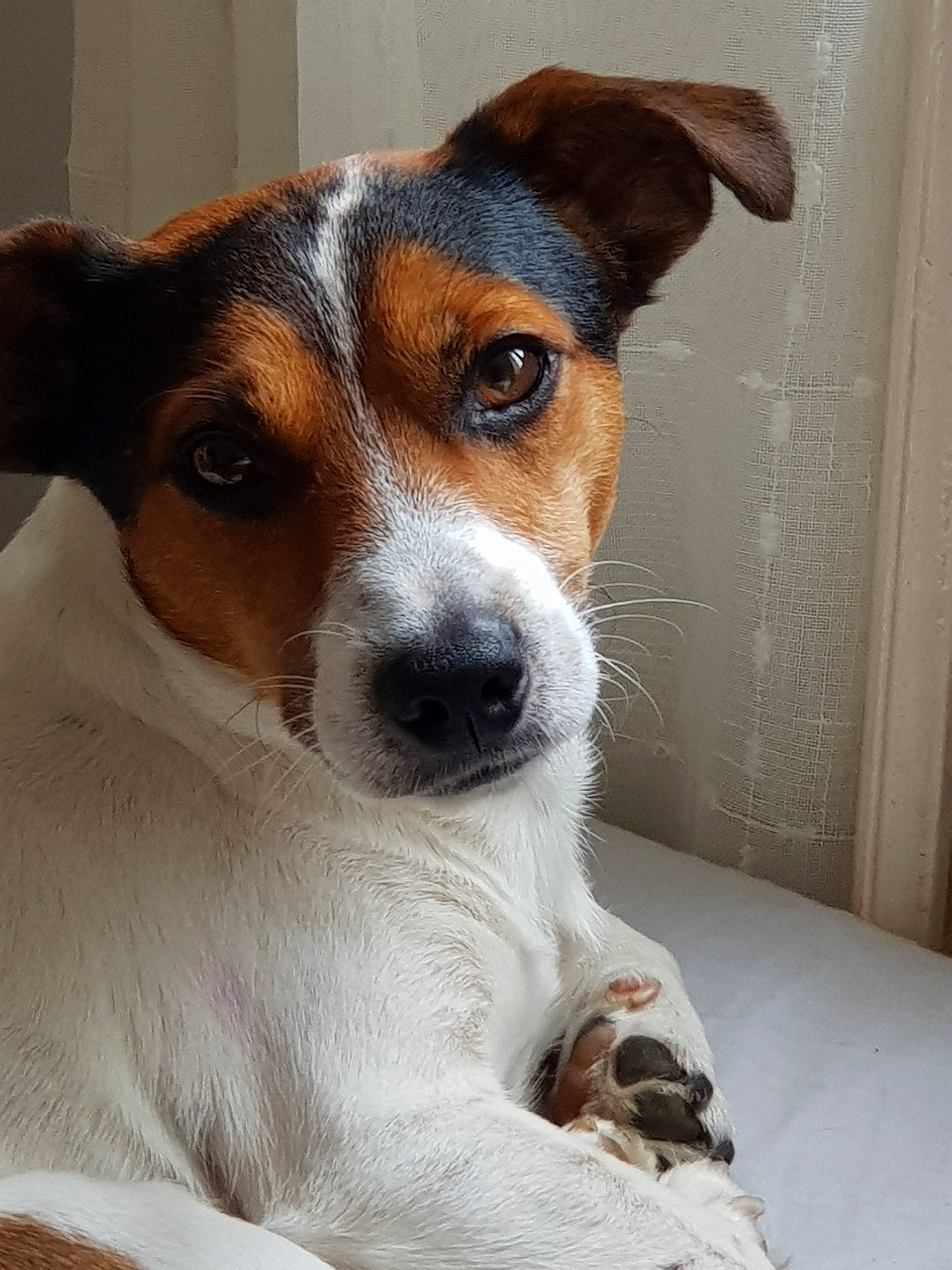Charly U a rejoint le concours — aidez-le/la à gagner de superbes lots ! canidae, carnivore, companion_dog, dog, dog_breed, fawn, irishjacks, puppy, snout, sporting_group, terrestrial_animal, terrier, whiskers