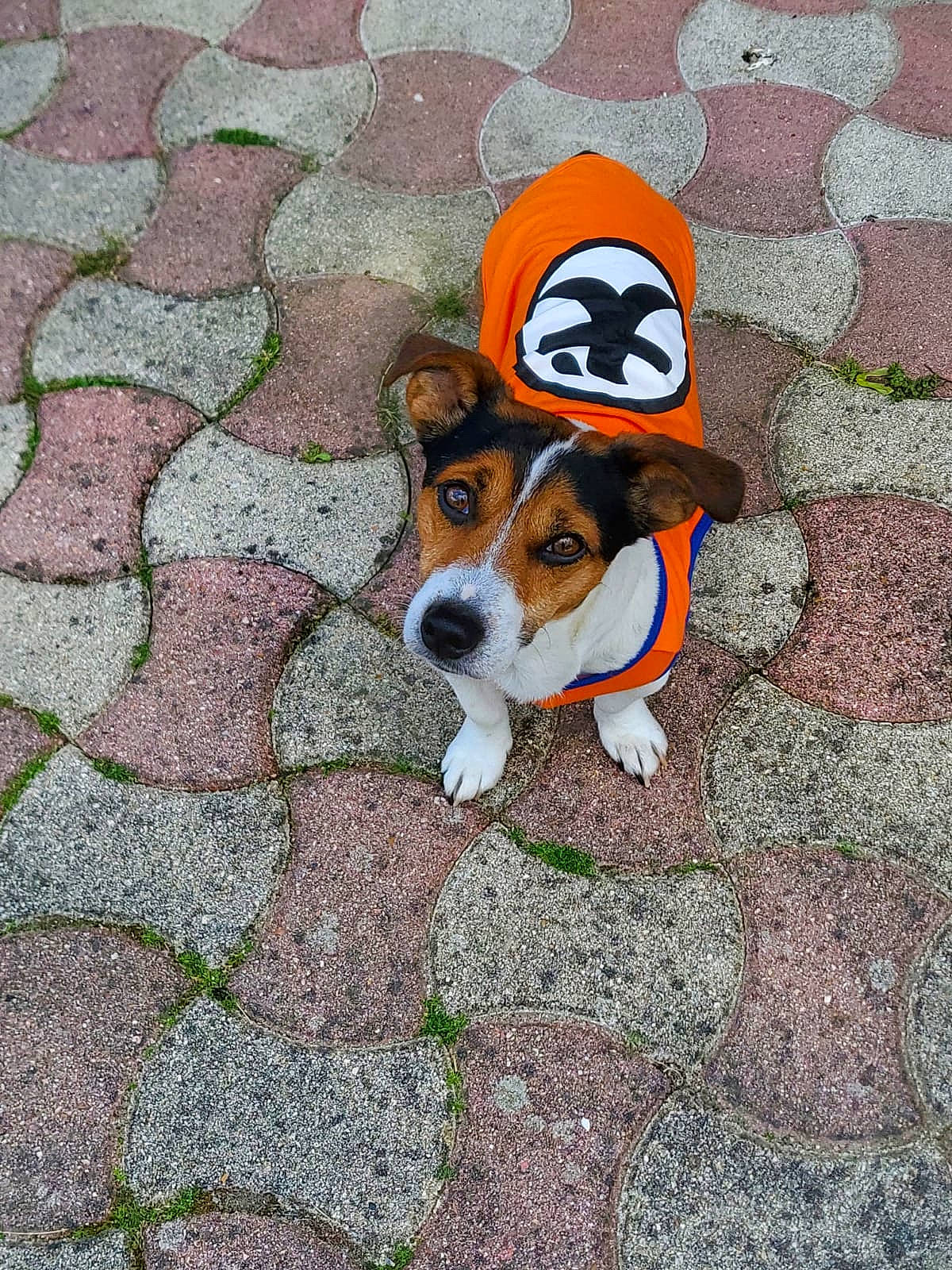 Charly U a rejoint le concours — aidez-le/la à gagner de superbes lots ! canidae, cap, carnivore, companion_dog, costume_hat, dog, dog_breed, dog_supply, fawn, flagstone, flooring, grass, groundcover, plant, road_surface, sidewalk, snout, sporting_group, tail, working_animal