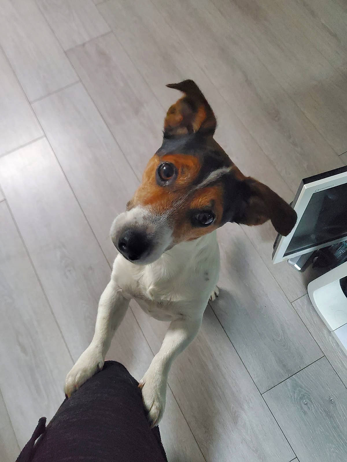 Charly U participe au concours pour gagner de l'argent avec cette photo : canidae, carnivore, collar, comfort, companion_dog, dog, dog_breed, door, fawn, flooring, fur, paw, sitting, tail, terrestrial_animal, terrier, whiskers, window, working_animal, working_dog