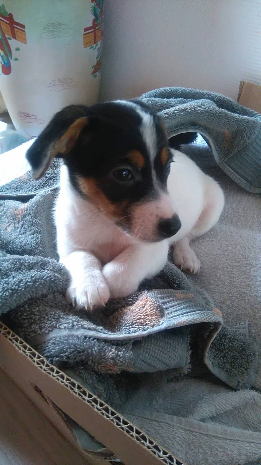 Charly U a rejoint le concours — aidez-le/la à gagner de superbes lots ! canidae, carnivore, chilean_fox_terrier, comfort, companion_dog, couch, dog, dog_breed, fawn, linens, nap, non_sporting_group, paw, puppy, sleep, snout, sporting_group, terrier, toy_dog, whiskers