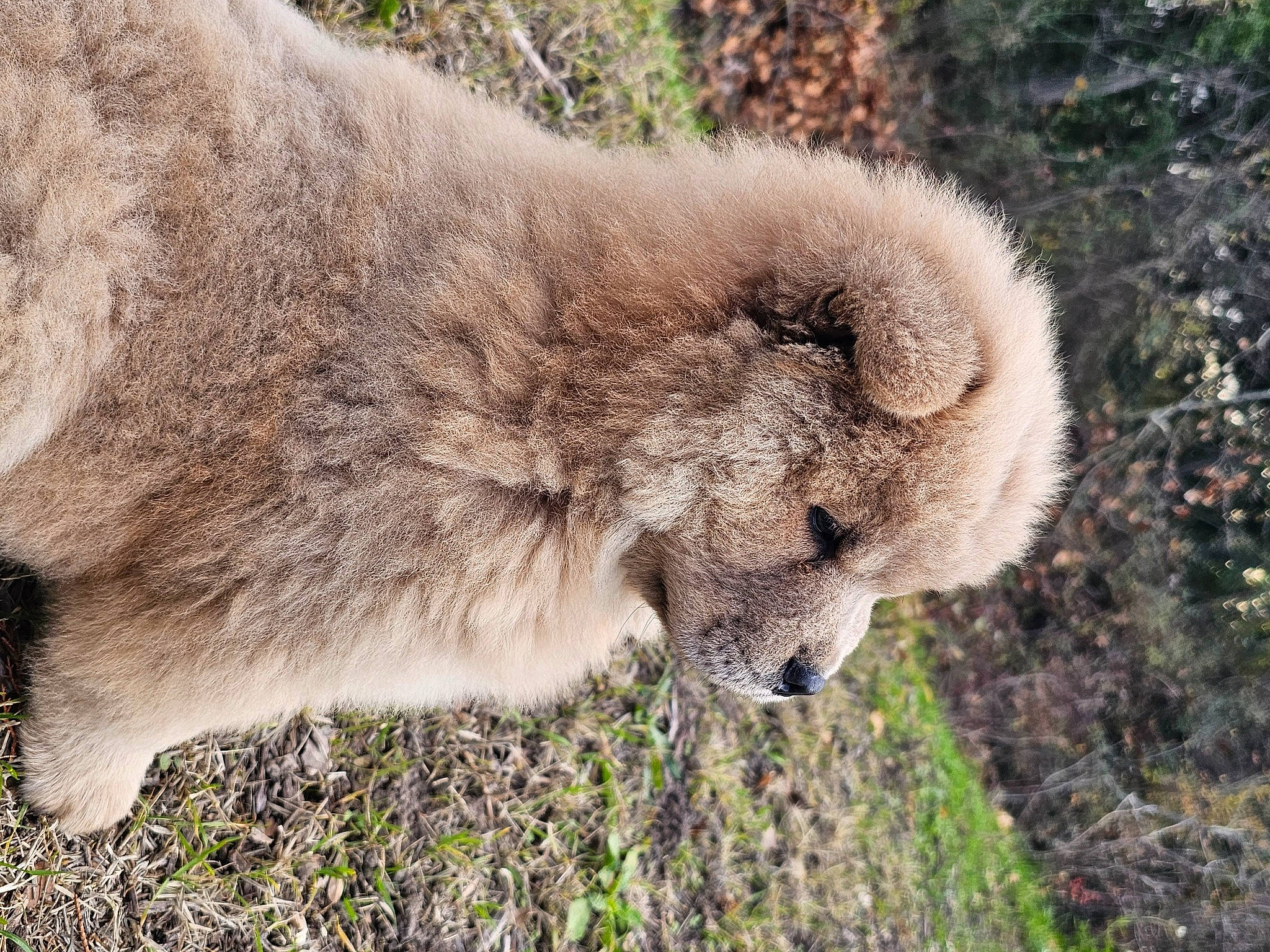 Ulko