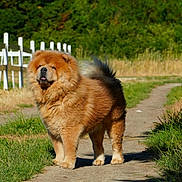 Ulko a rejoint le concours — aidez-le/la à gagner de superbes lots ! animal, canine, chow_chow, daylight, dog, fence, fluffy, fur, grass, greenery, mammal, nature, outdoor, path, pet, portrait, rural, standing, sunny, walking_path