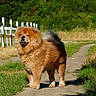animal, canine, chow_chow, daylight, dog, fence, fluffy, fur, grass, greenery, mammal, nature, outdoor, path, pet, portrait, rural, standing, sunny, walking_path