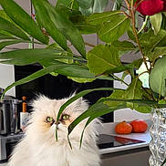 Tessy a rejoint le concours — aidez-le/la à gagner de superbes lots ! cat, counter, curious, decor, domestic_animal, feline, flower, fluffy, green_eyes, indoor, kitchen, leaves, modern_appliances, pet, plant, pumpkins, rose, tablecloth, vase, white_cat