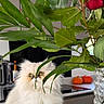 cat, counter, curious, decor, domestic_animal, feline, flower, fluffy, green_eyes, indoor, kitchen, leaves, modern_appliances, pet, plant, pumpkins, rose, tablecloth, vase, white_cat