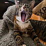 Milo joined the competition — help win amazing prizes! cat, tabby, yawning, paws, blanket, cozy, indoor, pet, feline, striped, whiskers, relaxed, couch, home, animal, claws, fur, sleepy, stretching, domestic