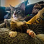 Milo is registered to the contest to win money with this photo: cat, tabby, pet, feline, indoor, blanket, couch, pillow, decor, relaxed, whiskers, collar, paw, fur, cozy, animal, household, resting, looking_away, soft_lighting