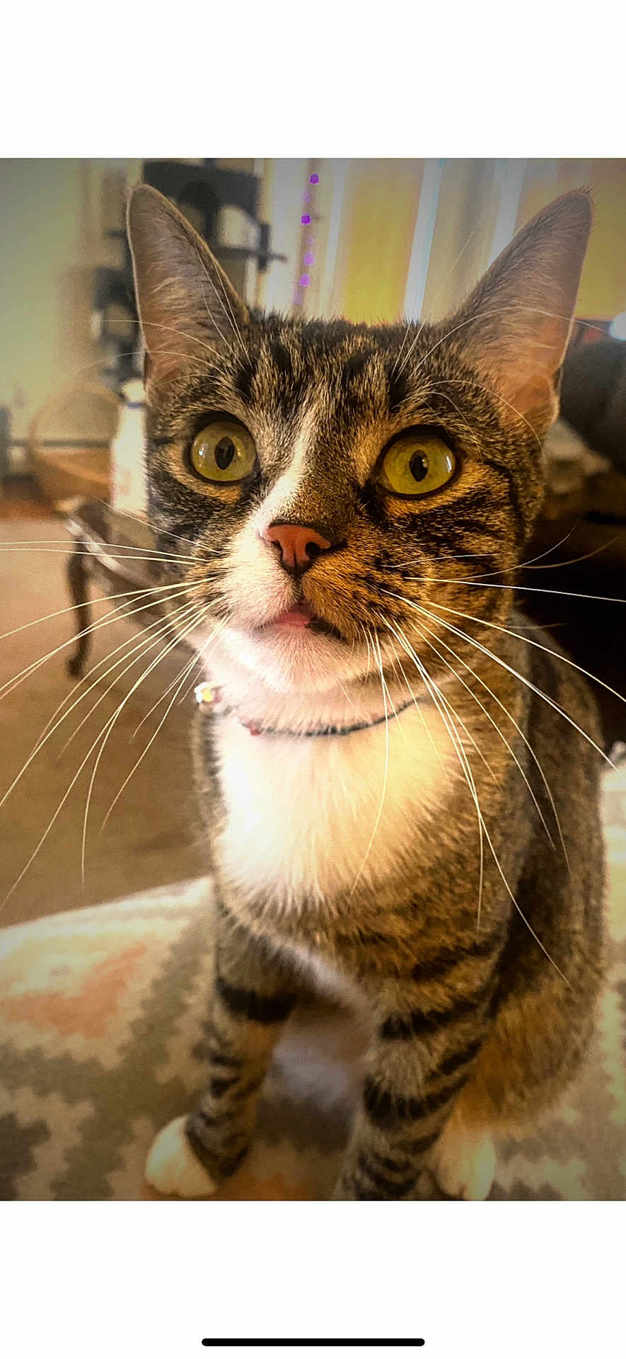Milo