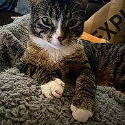 Milo joined the competition — help win amazing prizes! cat, tabby, pet, animal, feline, green_eyes, white_paws, whiskers, close_up, indoor, blanket, cozy, relaxed, cute, fur, resting, soft_texture, portrait, domestic, paw