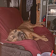 Demon joined the competition — help win amazing prizes! dog, couch, indoor, relaxed, brown_dog, furniture, shelf, bottle, fire_extinguisher, clothing, door, plastic_bottle, cup, straw, zipper_bag, wooden_floor, casual, resting, pet, living_room