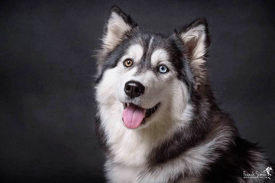 Chien a rejoint le concours — aidez-le/la à gagner de superbes lots ! ancient_dog_breeds, art, carnivore, darkness, dog, dog_breed, fur, plant, sled_dog, snout, sporting_group, symmetry, tree, whiskers, working_dog