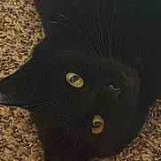 Punkin joined the competition — help win amazing prizes! black_cat, cat, yellow_eyes, carpet, pet, feline, whiskers, close_up, animal, indoor, cozy, texture, fur, looking_up, face, mammal, cute, domestic_animal, resting, curious