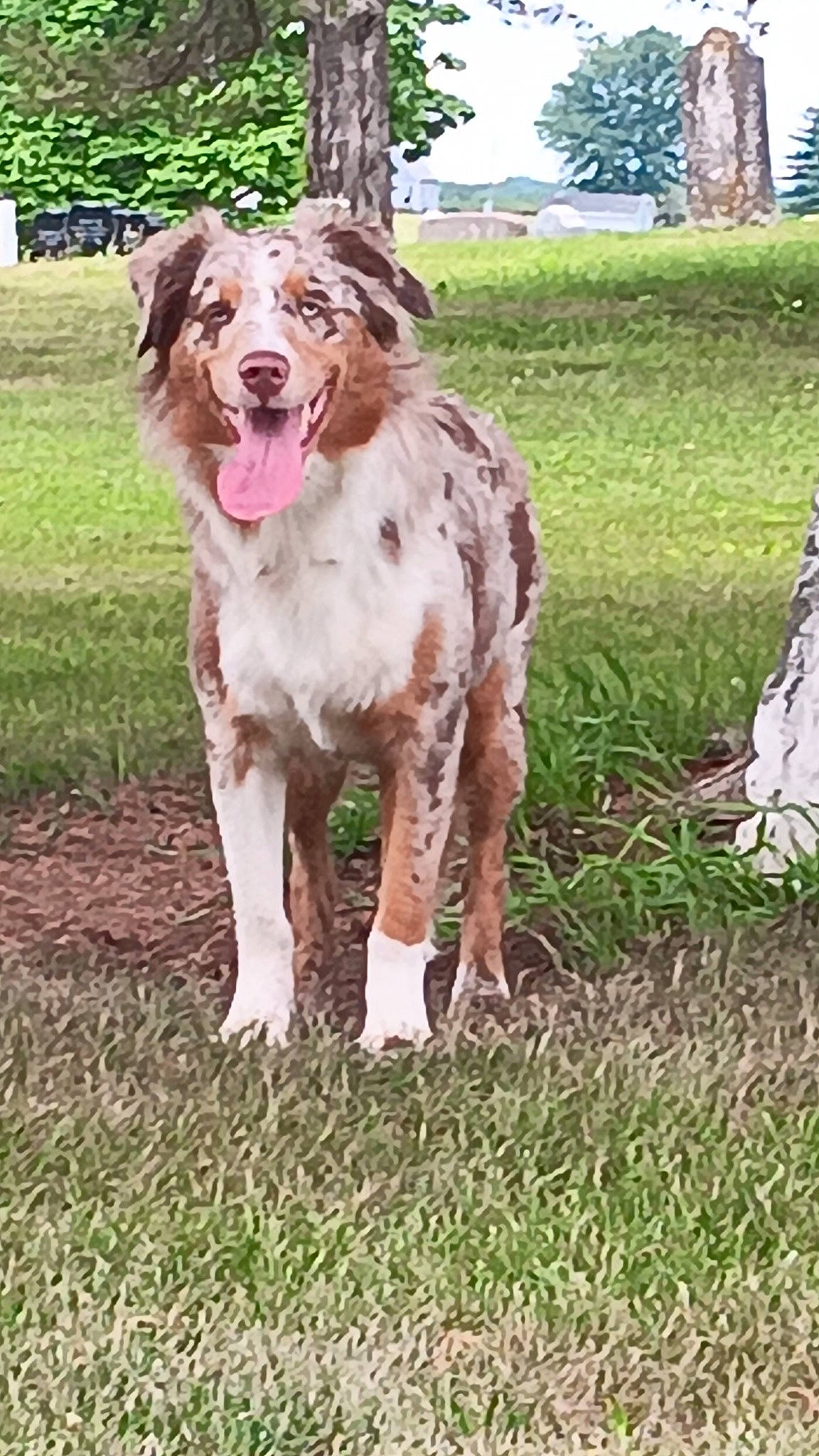 Timber is registered to the contest to win money with this photo: braque_francais, canidae, carnivore, companion_dog, dog, dog_breed, dog_collar, fawn, grass, gun_dog, hunting_dog, liver, plant, snout, spaniel, sporting_group, tail, terrestrial_animal, tree, working_animal