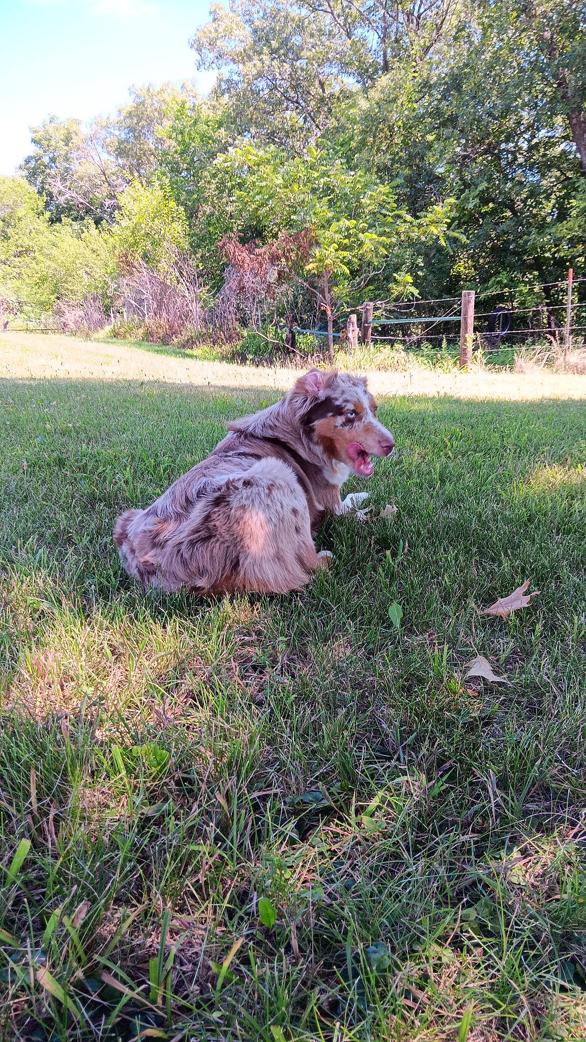 Timber is registered to the contest to win money with this photo: carnivore, companion_dog, dog_breed, fawn, felidae, grass, grassland, groundcover, landscape, pasture, plant, shrub, sitting, soil, sporting_group, tail, terrestrial_animal, toy, tree, working_animal