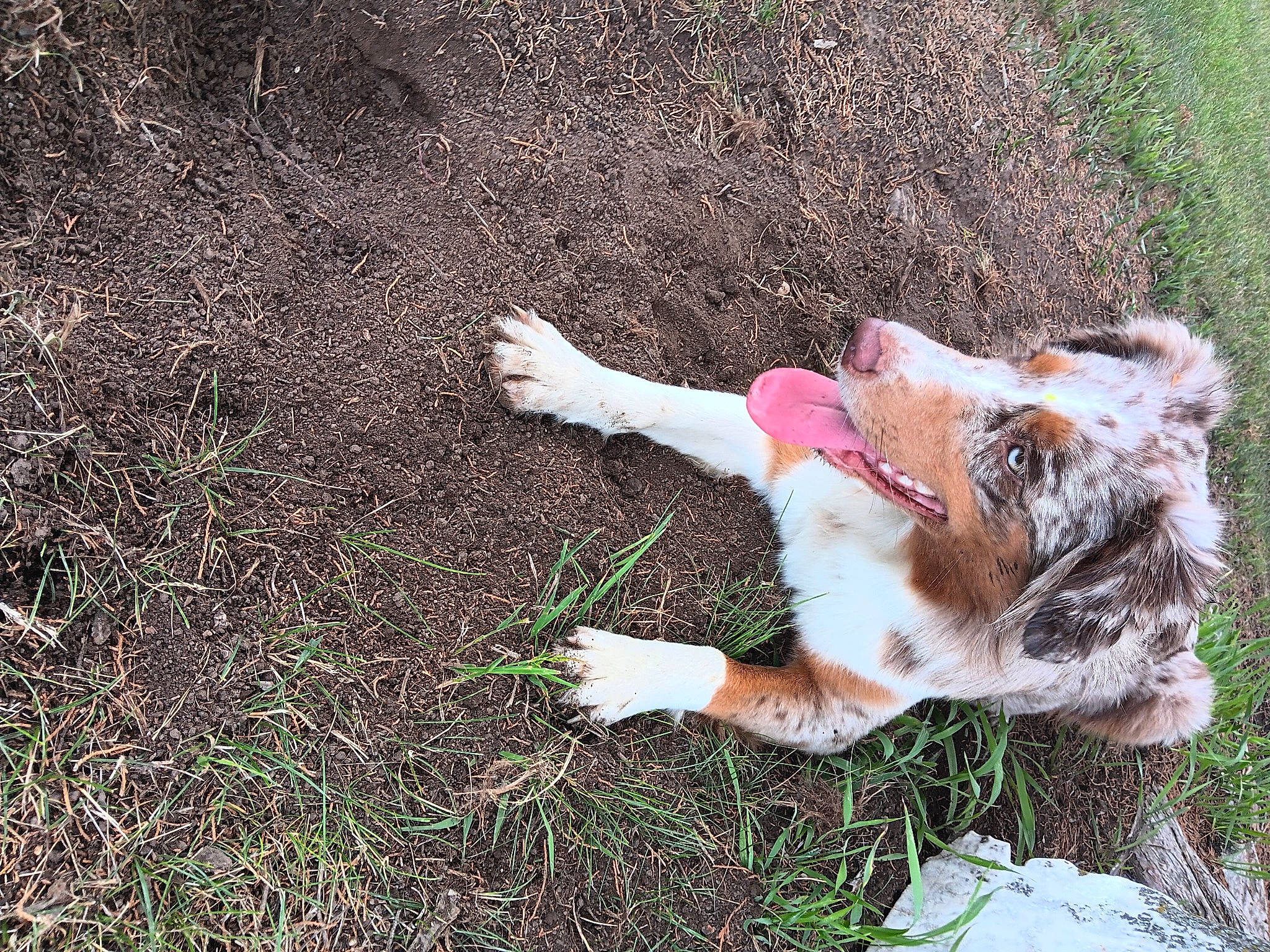 Timber is registered to the contest to win money with this photo: carnivore, cat, companion_dog, dog_breed, domestic_short_haired_cat, fawn, felidae, grass, grass_family, mammal, organism, paw, plant, small_to_medium_sized_cats, snout, soil, spaniel, tail, toy, whiskers