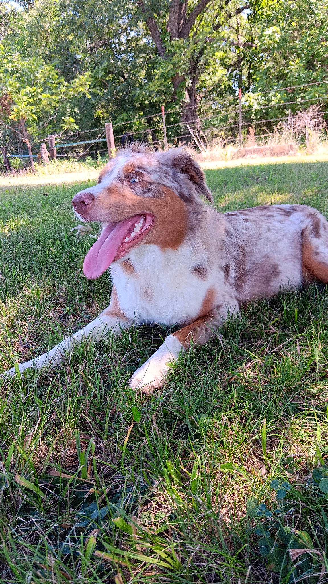 Timber is registered to the contest to win money with this photo: biting, canidae, carnivore, companion_dog, dog, dog_breed, fang, grass, plant, recreation, snout, sporting_group, terrestrial_animal, tree, working_dog