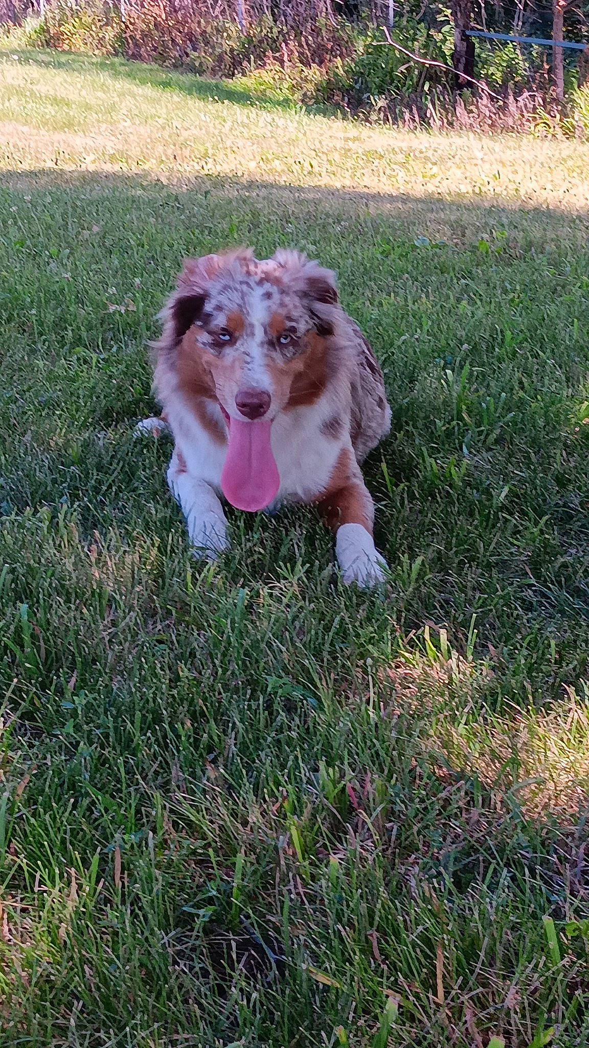 Timber joined the competition — help win amazing prizes! canidae, carnivore, companion_dog, dog, dog_breed, fawn, field, fur, grass, grassland, groundcover, liver, pasture, plant, snout, sporting_group, tail, terrestrial_animal, working_animal, working_dog