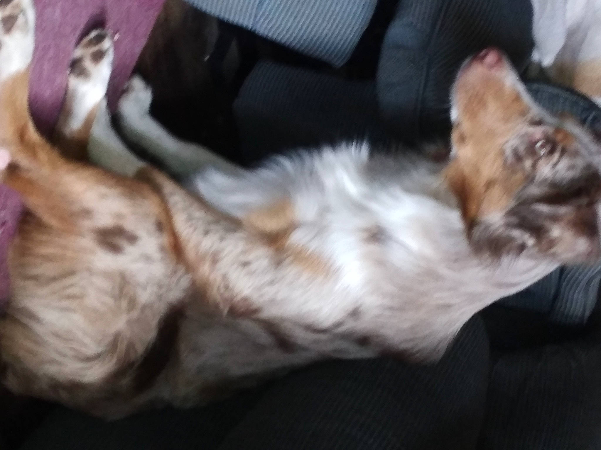 Timber Dawn is registered to the contest to win money with this photo: bed, carnivore, cat, claw, comfort, companion_dog, dog_breed, domestic_short_haired_cat, fawn, felidae, fur, human_leg, lap, nap, paw, sleep, small_to_medium_sized_cats, snout, tail, whiskers