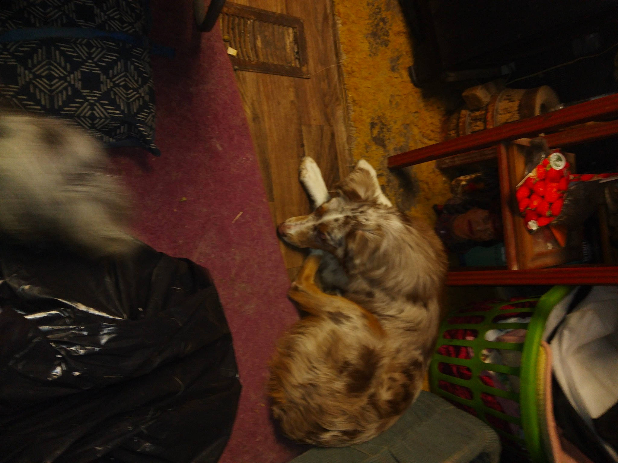 Timber Dawn joined the competition — help win amazing prizes! art, canidae, companion_dog, darkness, dog, dog_breed, ear, felidae, fun, fur, leather_jacket, midnight, night, room, sitting, sporting_group, visual_arts, whiskers