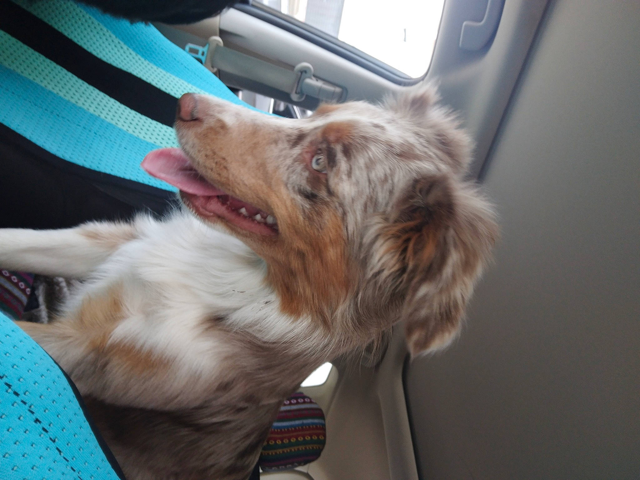 Timber Dawn joined the competition — help win amazing prizes! auto_part, automotive_mirror, car_seat, carnivore, companion_dog, dog, dog_breed, family_car, fawn, fur, gesture, liver, radio, snout, spaniel, sporting_group, vehicle_door, whiskers, window, windshield