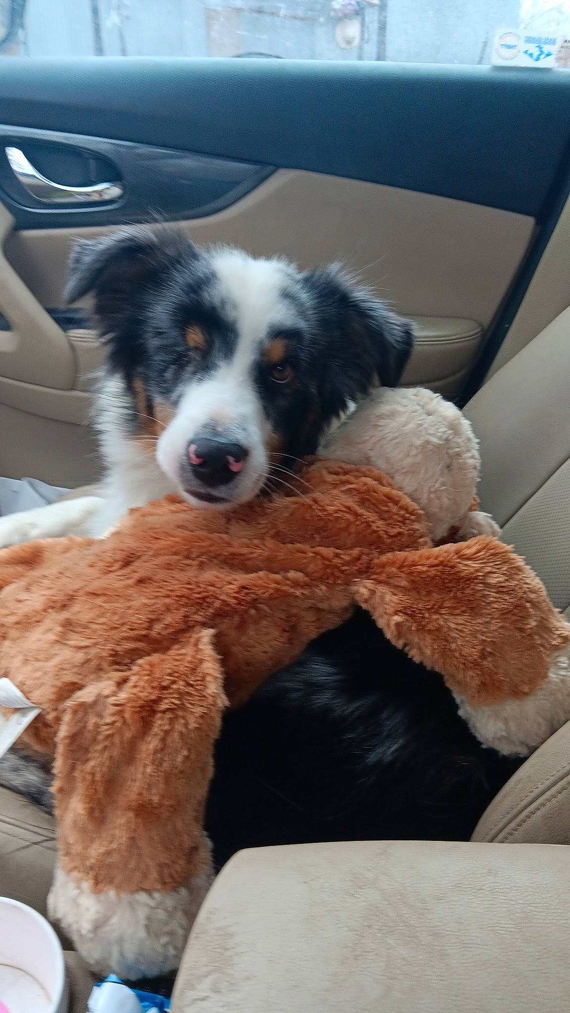 Blue joined the competition — help win amazing prizes! australian_collie, automotive_exterior, border_collie, bucovina_shepherd_dog, canidae, car, carnivore, comfort, companion_dog, dog, dog_breed, fur, herding_dog, mcnab, sporting_group, texas_heeler, vehicle, vehicle_door, working_animal, working_dog