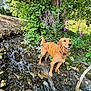 Voice participe au concours pour gagner de l'argent avec cette photo : dog, golden_retriever, water, stream, nature, outdoor, tree, flowers, greenery, wet, happy, canine, animal, summer, sunlight, leaf, plant, river, playful, collar