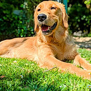 Voice participe au concours pour gagner de l'argent avec cette photo : dog, golden_retriever, grass, outdoor, sunlight, flower, pet, canine, animal, nature, summer, happy, relaxed, lying_down, greenery, mammal, daylight, tongue_out, ears, snout