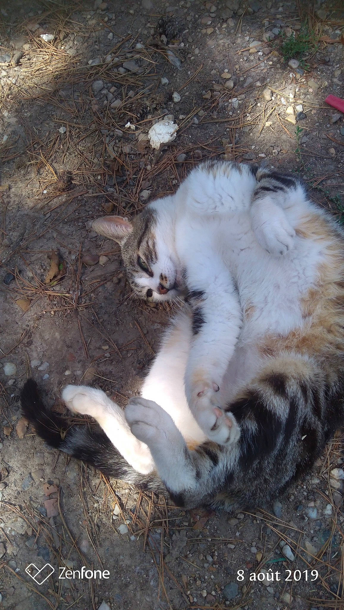 Leo participe au concours pour gagner de l'argent avec cette photo : carnivore, cat, claw, domestic_long_haired_cat, european_shorthair, felidae, fur, polydactyl_cat, small_to_medium_sized_cats, tail, whiskers, wild_cat