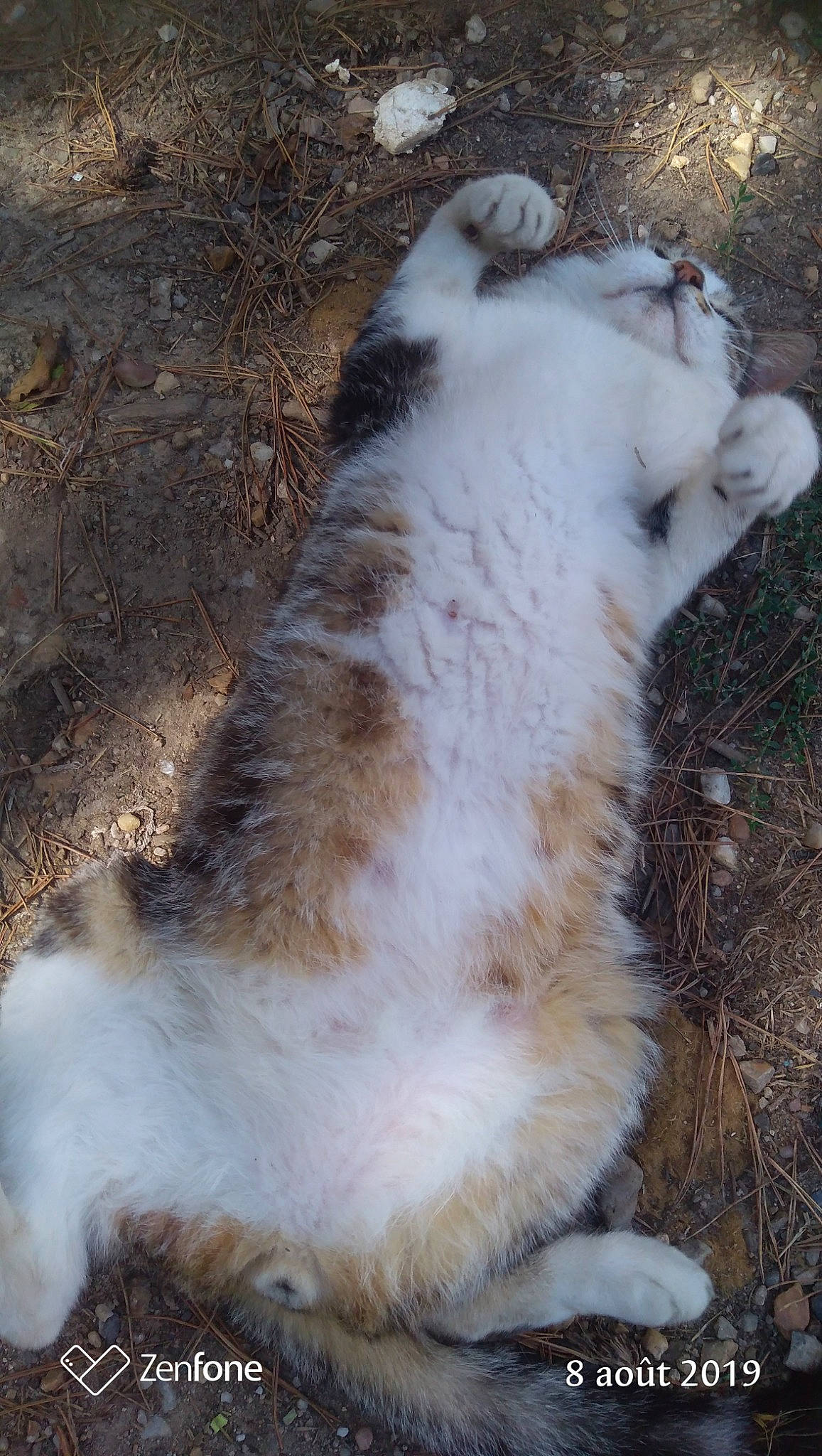 Leo a rejoint le concours — aidez-le/la à gagner de superbes lots ! canidae, carnivore, cat, dog_breed, fawn, felidae, sporting_group, tail