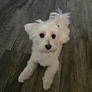 Pebbles is registered to the contest to win money with this photo: adorable, animal, companion, cute, dog, domestic_animal, ears, face, floor, fluffy, friendly, fur, indoor, looking_up, lying_down, paws, pet, small_dog, white_dog, wooden_floor