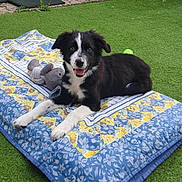 Athena participe au concours pour gagner de l'argent avec cette photo : puppy, dog, black_and_white, quilt, toy, tennis_ball, grass, outdoor, pet, lying_down, cute, happy, animal, playful, fur, smiling, domestic_animal, nature, relaxed, background
