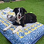 puppy, dog, black_and_white, quilt, toy, tennis_ball, grass, outdoor, pet, lying_down, cute, happy, animal, playful, fur, smiling, domestic_animal, nature, relaxed, background