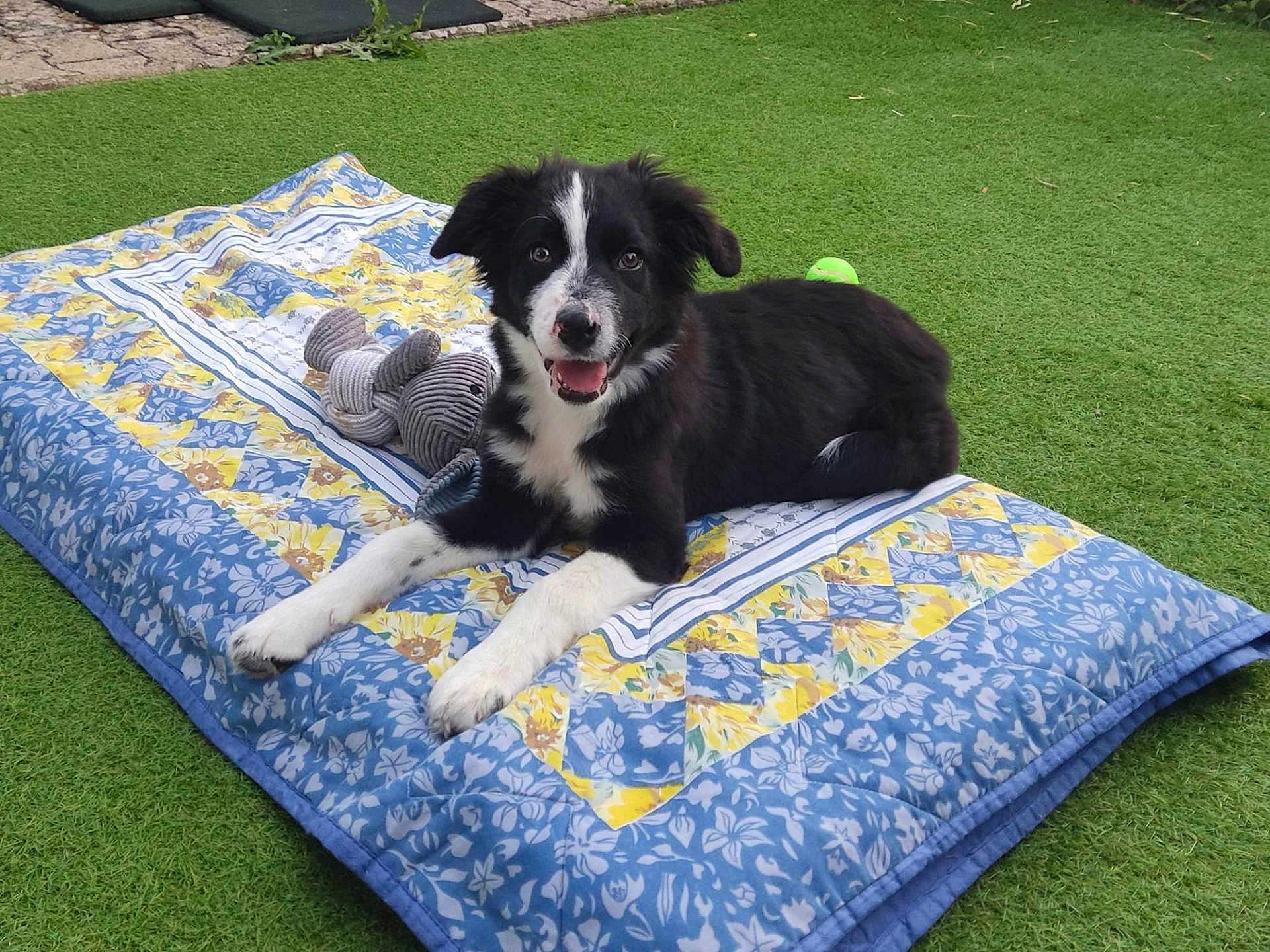 Athena participe au concours pour gagner de l'argent avec cette photo : puppy, dog, black_and_white, quilt, toy, tennis_ball, grass, outdoor, pet, lying_down, cute, happy, animal, playful, fur, smiling, domestic_animal, nature, relaxed, background