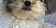 Parker is registered to the contest to win money with this photo: animal, bed, black_and_white, close_up, curly_fur, cute, dog, domestic_animal, eyes, fluffy, fur, indoor, laying, nose, paw, pet, portrait, relaxed, small_dog, whiskers