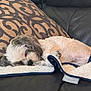 dog, sleeping, blanket, couch, pillow, pet, resting, indoor, fur, small_dog, cozy, comfort, relaxation, domestic, animal, cute, nap, home, leather, patterned_pillow