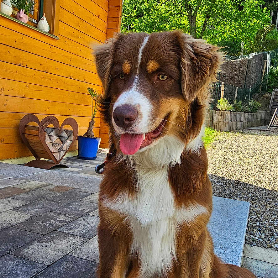 Zeus a rejoint le concours — aidez-le/la à gagner de superbes lots ! animal, architecture, building, canine, clothing, dog, footwear, house, housing, indoors, interiordesign, outdoors, path, pet, plant, puppy, shelter, shoe, walkway, wood