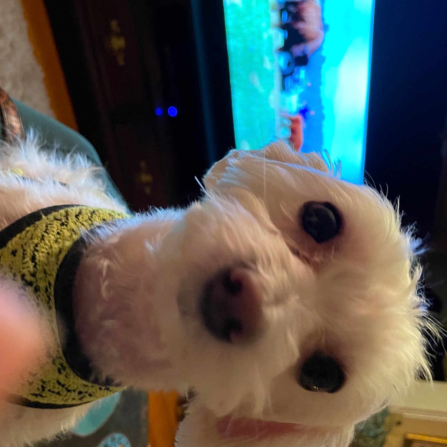 Toto joined the competition — help win amazing prizes! canidae, carnivore, companion_dog, costume, display_device, dog, dog_breed, event, fun, fur, mascot, non_sporting_group, plush, selfie, snout, sporting_group, stuffed_toy, toy, toy_dog, whiskers