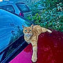 Hubert participe au concours pour gagner de l'argent avec cette photo : cat, orange_tabby, car, car_hood, outdoor, greenery, leafy_plants, parked_cars, animal, pet, relaxed, stretching, feline, nature, urban, daylight, whiskers, eyes, fur, domestic_animal